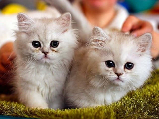 Породы кошек в Черноморском | ЗооТом портал о животных