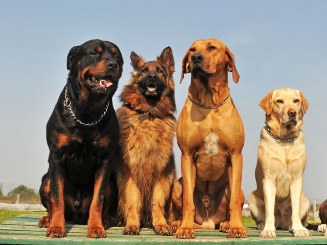Крупные породы собак в Черноморском | ЗооТом портал о животных