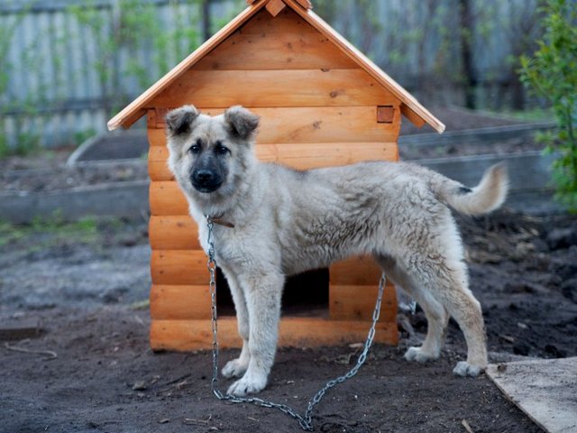 Все о собаках в Черноморском